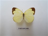 藏品(亮色黃蝶)的圖片